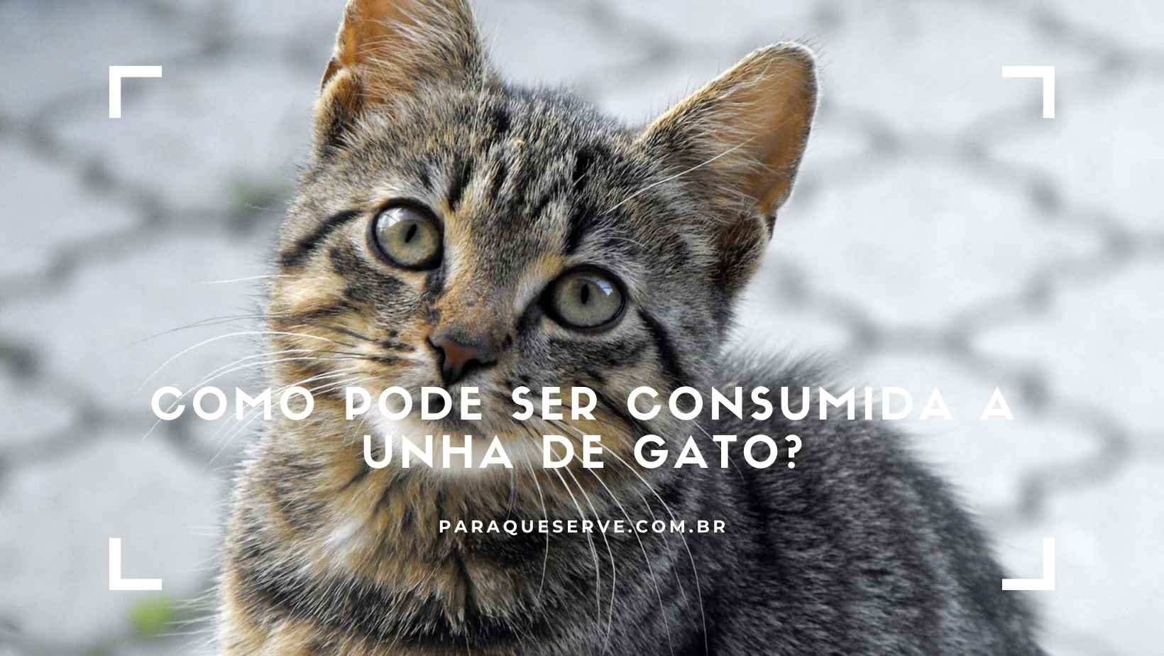 Como pode ser consumida a unha de gato Como pode ser consumida a unha de gato