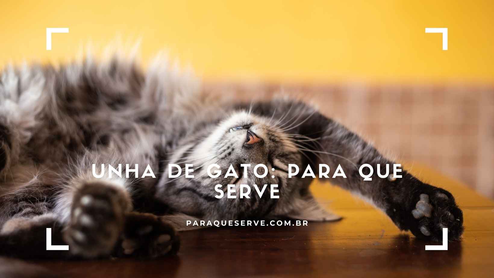 Unha de gato para que serve Unha de gato para que serve