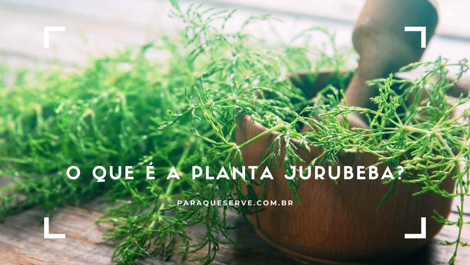 O que é a planta Jurubeba