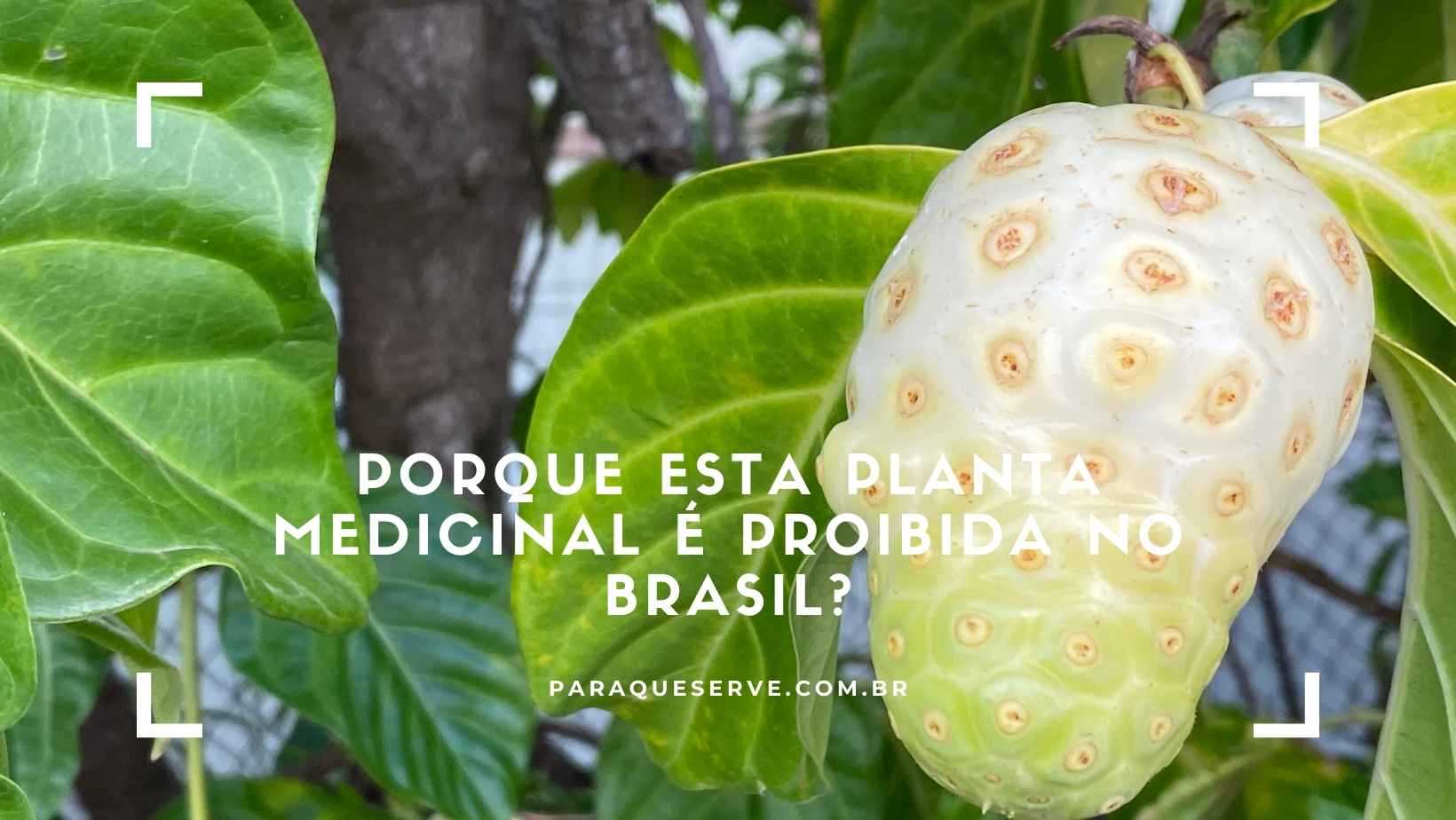 Porque esta planta medicinal é proibida no Brasil