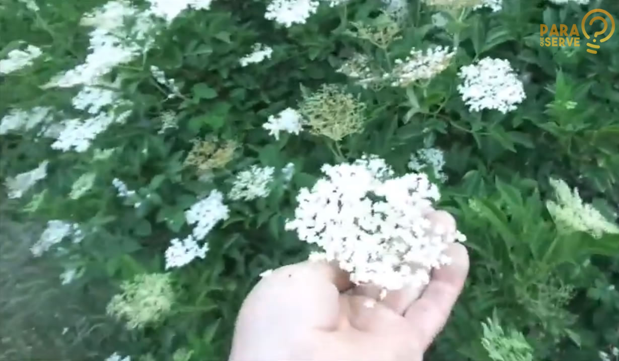 flor do sabugueiro para que serve